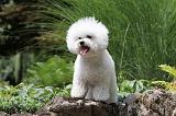 BICHON FRISE 506